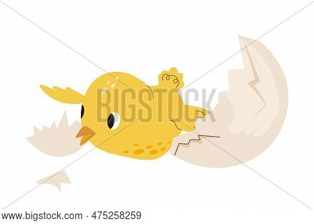 Chicken Hatching From Egg. Chick In Shell. Process Of Birth And Life Of Small Feathered Bird. Farmin