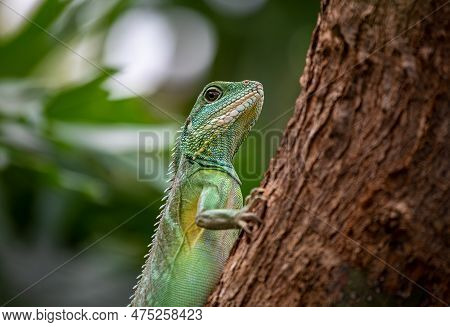 Chinese Water Dragon - Physignathus Cocincinus - Side View And Closeup