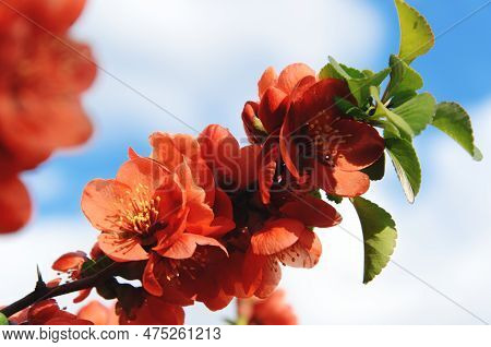 Chaenomeles Japonica. Branch Of Blooming Japanese Quince Against Blue Sky With White Clouds. Spring 