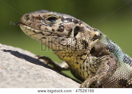 Reptil