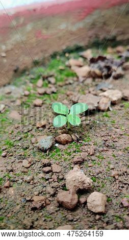 Small Thulasi Plant In A Pot In Bangalore
