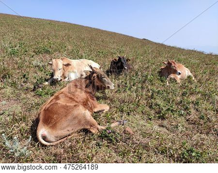 Cattle Grazing On Top Of Baba Budan Giri Mountain In Range Of The Western Ghats Of India
