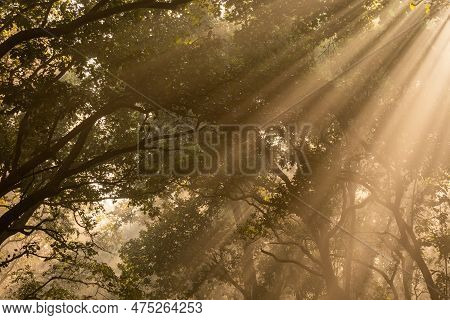 Natural Tyndall Effect Or Phenomenon By Sunlight Or Light Rays Scattering Beam Of Light Through Sal 