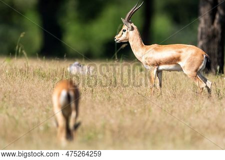 Wild Male Chinkara Or Indian Gazelle Or Gazella Bennettii An Antelope Portrait Grazing Green Leaves 