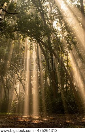 Natural Tyndall Effect Or Phenomenon By Sunlight Or Light Rays Scattering Beam Of Light Through Sal 