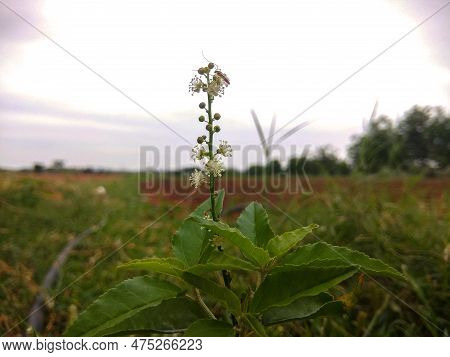 Croton Bonplandianus Known As Purging Croton Is A Plant Species In The Family Euphorbiaceae