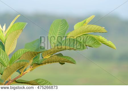 Guava Leaves - Close Up The Details Of Guava Leaves. Guava Leaves With Blur Background