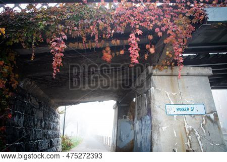 Looking Up Beautiful Red Fall Leaves Creeper Vine Over Retaining Wall Of Pedestrian Bridge Tunnel Al