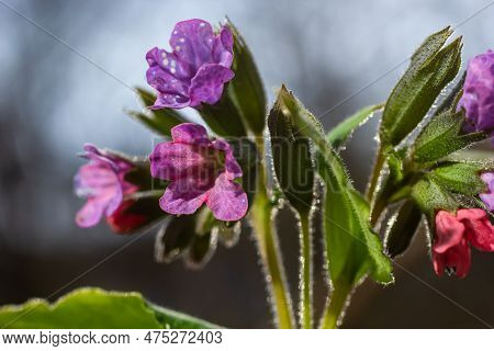 Close-up Of Blooming Flowers Pulmonaria Mollis In Sunny Spring Day, Selective Focus .closeup Detail 