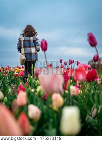 Woman Enjoy The Flower Gardens At The Tulip Barn Hillegom, Netherlands 16 April 2023.