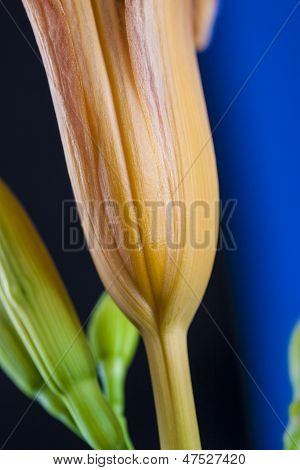 Orange Flower