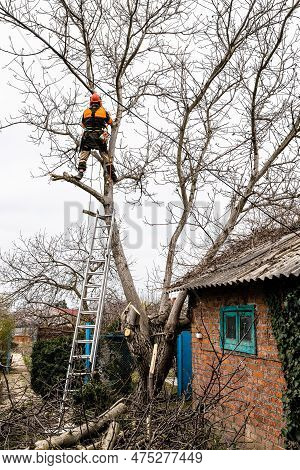 Arborist Saws High Old Walnut Tree At Backyard On Overcast Spring Day
