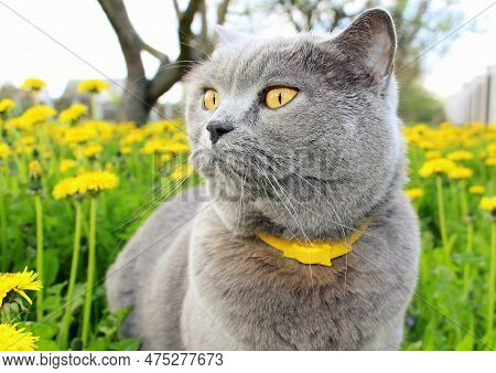 A Gray Fluffy Purebred Scottish Straight Cat In A Yellow Collar Against Fleas And Ticks Walks In The