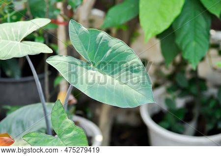 Xanthosoma Sagittifolium, Malanga Or Xanthosoma Or Colocasia Plant