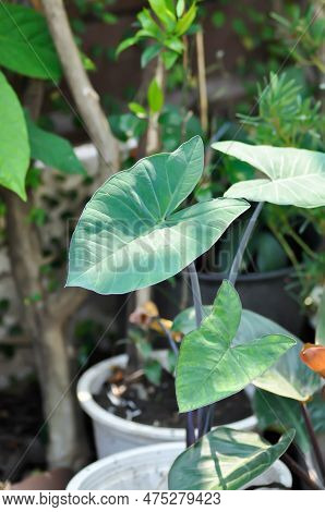Xanthosoma Sagittifolium, Malanga Or Xanthosoma Or Colocasia Plant