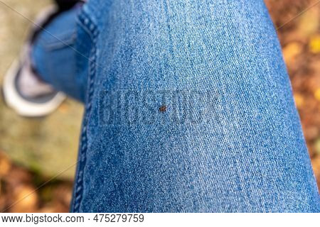 A Small Parasite Mite Found On The Blue Jeans, Pant Leg Of A Human. The Insect Is Tiny, Black, And A
