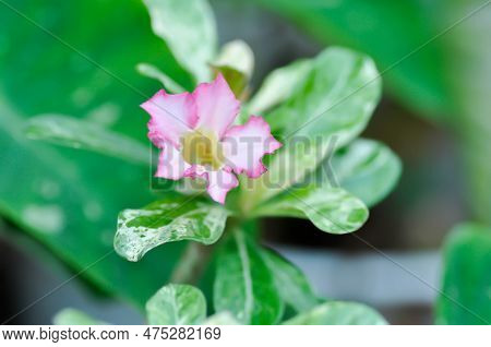 Pink Bignonia Or Desert Rose, Apocyaceae Or Adenium Obesum Or  Mock Azalea Or Pinkbignonia Or Impala
