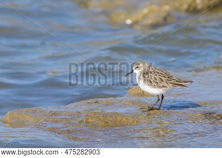 A Little Stint Standing In The Water At The Beach, Looking For Food, Sunny Day In Springtime In Cama