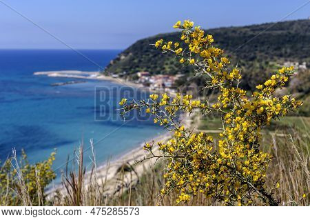 Yellow, Beautiful, Bright, Small Bush (calicotome Villosa) Grows And Flowering In The Mountains Agai