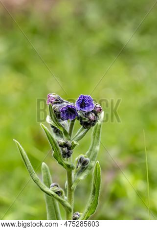 Tall, Flowering, Toxic Plant (cynoglossum Creticum) With Flowers Growing In Natural Habitat On A Sun
