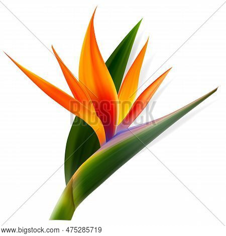 Strelitzia Reginae Flower, Bird-of-paradise, Crane Flower. Isolated Exotics. Botanical Illustration
