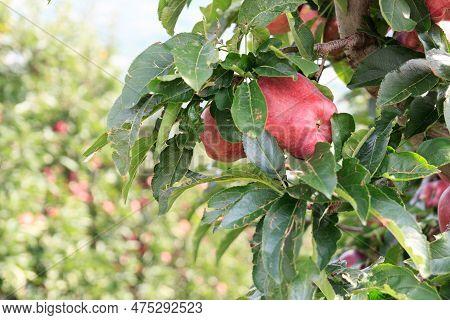 Close-up Of South Tyrolean Apples At A Tree In Tirol, South Tyrol, Italy
