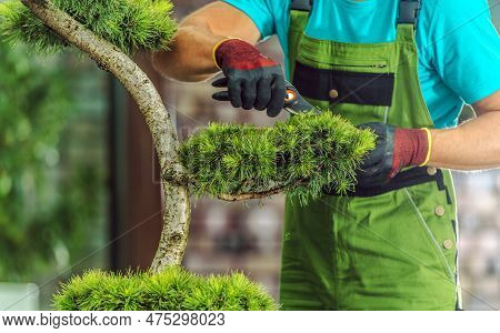 Closeup Of Professional Landscaper Performing Trimming Of Decorative Evergreen Tree During Seasonal 