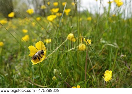 Natural Wide Angle Closeup On A Female Grey-backed Mining Bee, Andrena Vaga , In A Yellow Buttercup 