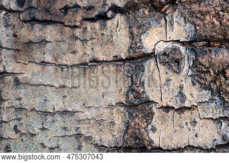 Background. Tree Bark Texture Of Fagus Sylvatica Or European Beech