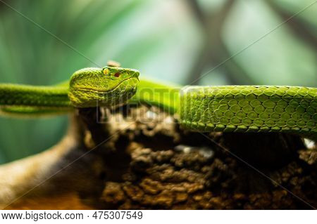 Green Pit Viper Snake Coiled On A Tree Branch With Yellow Eyes And Shallow Focus