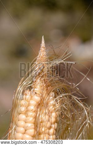 A Caterpillar Crawls On The Cob Of Ripe Corn. Insect Pests Of Crops.