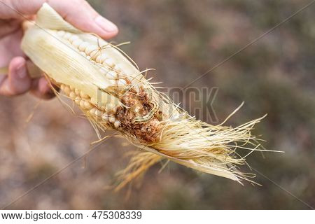 A Ripe Ear Of Corn With A Large Caterpillar In The Hands Of A Farmer. Pest Control.