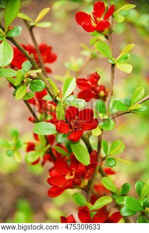 Chaenomeles Japonica, Called Japanese Quince Or Maule's Quince, Is A Shrub That Blooms In Spring And