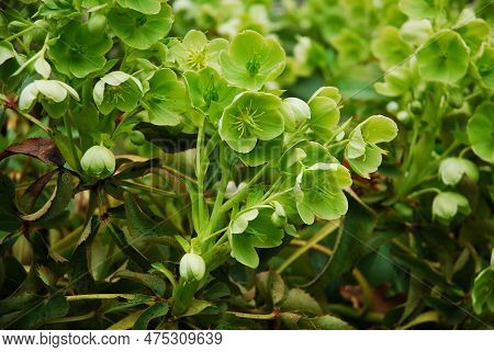 Helleborus Argutifolius Is A Decorative Flower That Blooms Green In The Spring.