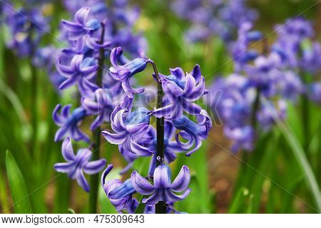 Hyacinthus Orientalis, Common Hyacinth, Garden Hyacinth Or Dutch Hyacinth. The Plant Has Purple Flow
