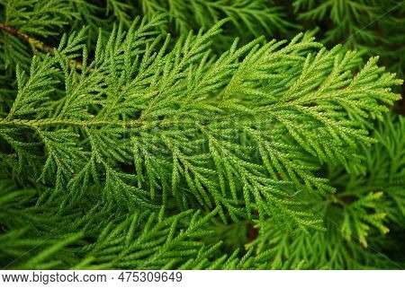 The Thujopsis Dolabrata Tree Grows In The Garden. A Twig With Evergreen Leaves.