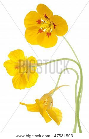 Nasturtium