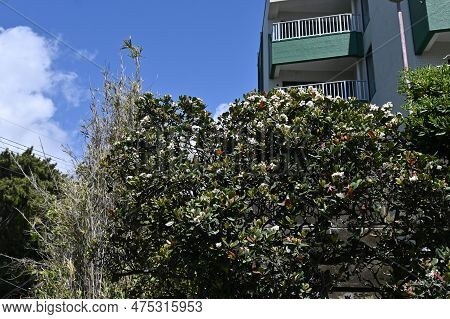 Indian Hawthorn ( Rhaphiolepis Indica ) Flowers.rosaceae Evergreen Shrub. Blooms From March To May.