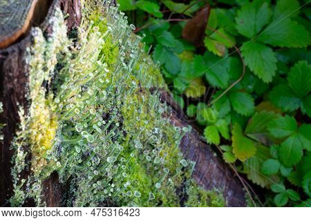 Cladonia Fimbriata Or Trumpet Cup Lichen Closeup On Moist Ground.