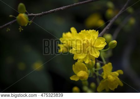 Close-up Of Ochna Integerrima ( Vietnam) Flowers Blooming On A Dark Green Background. Double Flowers