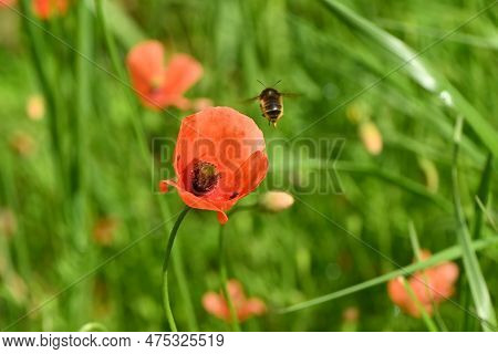 Long-headed Poppy ( Papaver Dubium ) Flowers. Papaveraceae Annual Plants. Blooms From April To May.