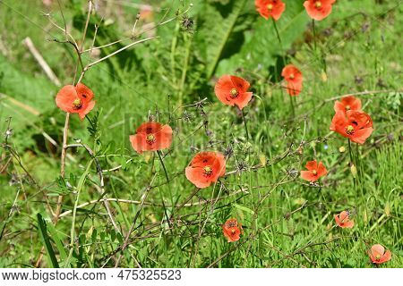 Long-headed Poppy ( Papaver Dubium ) Flowers. Papaveraceae Annual Plants. Blooms From April To May.