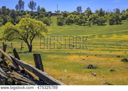 Superbloom In Central Valley California, Wildflowers Covering Meadow And Hills
