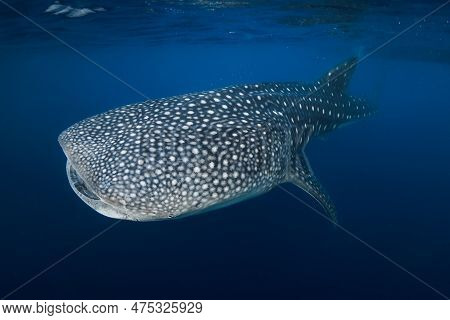 Underwater Wide Angle Shot Of A Whale Shark Swimming In Blue Ocean