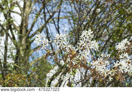 The Soft White Blossoms Of Amelanchier Lamarckii On A Sunny Day In Springtime