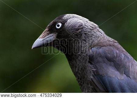 Jackdaws Are Two Species Of Bird In The Genus Coloeus Closely Related To, But Generally Smaller Than