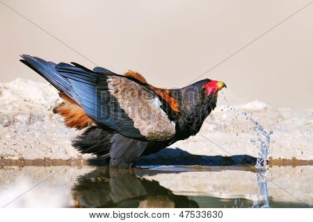 Bateleur eagle drikkevand - Kalahari-ørkenen