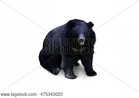 Asiatic Black Bear (ursus, Thibetanus) Isolated On White Background.clipping Path.