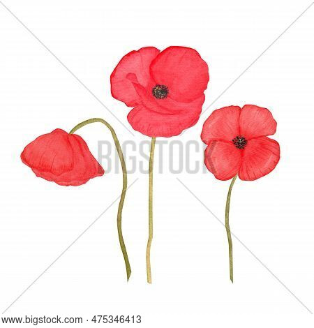 Watercolor Red Poppies - Wildflower, Art, Illustration, Set, Flora, Sping,summer, Poppy. Illustratio