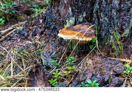 Fomitopsis Pinicola, Is A Stem Decay Fungus Common On Softwood And Hardwood Trees